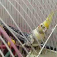 پرنده