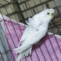 مرغ عشق پروانه گم شده