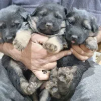 واگذاری تولسگ ژرمن|سگ|اصفهان, آزادان|دیوار