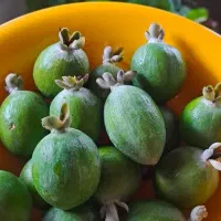 کاشت تابستانه نهال استوایی