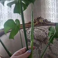 برگ انجیری مونسترا|گل و گیاه طبیعی|کرج, فاز ۴ مهرشهر|دیوار