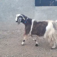 فروشی|حیوانات مزرعه|کوهدشت, |دیوار