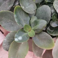 گل گندمی و کالانکوئه|گل و گیاه طبیعی|تهران, مرزداران|دیوار