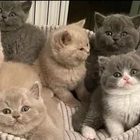 گربه خودم واگذار میکنم