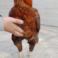 خروس|حیوانات مزرعه|خاوه, |دیوار