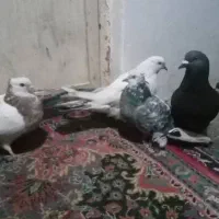 کبوتر دورک تک پر رنگی طوقی