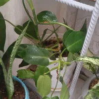 سه عدد گل اپارتمانی|گل و گیاه طبیعی|فارسان, |دیوار