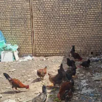 مرغ و خروس عربی .سوسنگرد
