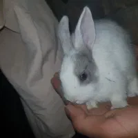 پچه خرگوش