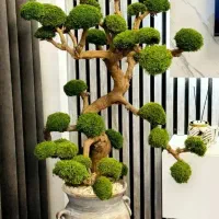 درخت جاویدان زنده (بدون نیاز به آب و نور)