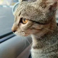 واگذاری رایگان dsh