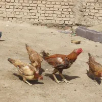 مرغ وخروس لاری