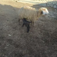 میش جوان شکم اول