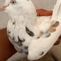 کبوتر پرشی|پرنده|برخوار, |دیوار