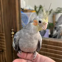 عروس هلندی نر و ماده جوجه های خودمن