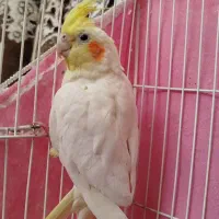 عروس هلندی لوتینو ماده