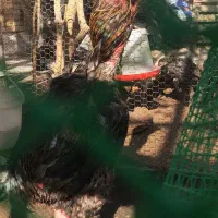 خروس لاری|حیوانات مزرعه|یزد, |دیوار