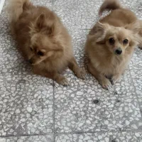 پامرین روباهی نر ماده|سگ|قم, امامزاده ابراهیم|دیوار