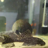 کت فیش|ماهی|کرمان, |دیوار