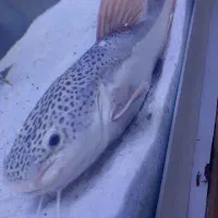 ردتیل ۲۳ سانتی بزرگ