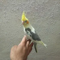 جوجه عروس دوکت