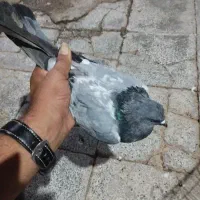 شیخی