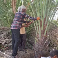 پاجوش نخل|گل و گیاه طبیعی|رودان, |دیوار