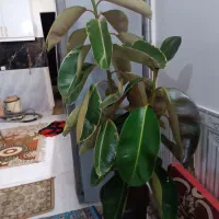 گل طبیعی|گل و گیاه طبیعی|مشهد, طرق|دیوار