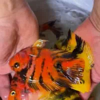 انواع ماهی گوشت‌خوار وگیاه خواردارو پمپ فیلتر