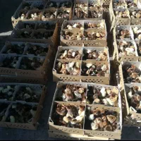 جوجه پنج روزه محلی. اردک . جوجه رنگی تخم نطفه دار