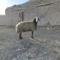 قوچ وبره قوچ شال و قره چال