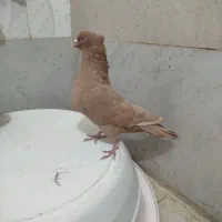 کبوتر زرد