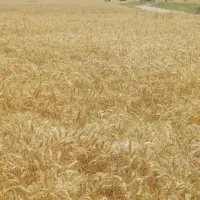 خرید گندم