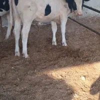 جوانه گاو گوساله نره