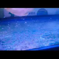 جفت فلاور باکس و پرت مولد|ماهی|هشتگرد, فاز ۷ مهستان|دیوار