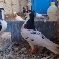 کبوتر ساده کاکل صوقی سرونج پرشی ساده سیاه گلی