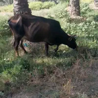 فروش گاو