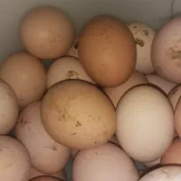 تخم مرغ محلی