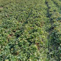 نهال سابرینا دانسته نهال ضمانتی|خدمات باغبانی و درختکاری|دلند, |دیوار