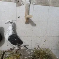 کبوتر|پرنده|شیراز, بریجستون|دیوار