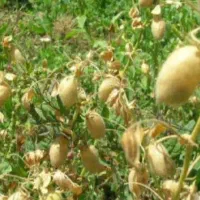 ۲۰هکتار زمین مرغوب دارم برای کاشت نخود شراکتی