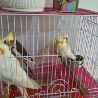 پرنده هلندی عروس