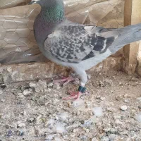 مسافتی یا کیلومتری ماده