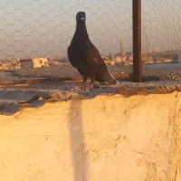 دم سفید|پرنده|قم, جمکران|دیوار