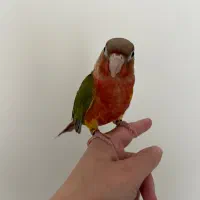 گرینچیک رام و سخنگو