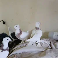 مفلق طوقی|پرنده|اصفهان, کوی امیریه|دیوار