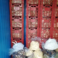 میوه خشک کن و سرد خانه|ماشینآلات صنعتی|مشهد, شهید بهشتی|دیوار