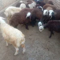 فروش بره جنس دار