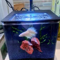 آکواریوم رومیزی دلسا مدل K185 نو