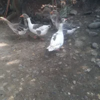 غاز|حیوانات مزرعه|سیاهکل, |دیوار